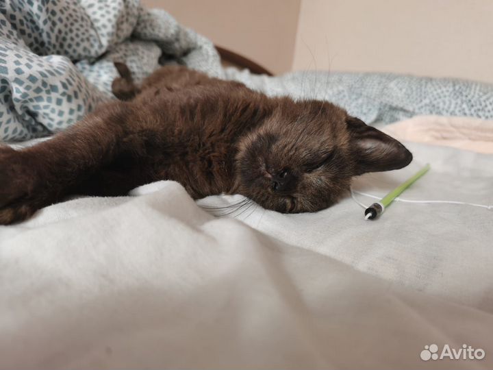 Котенок ищет дом