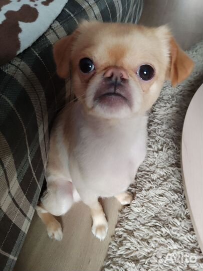 Кобель. Вязка