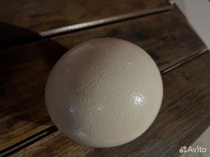 Страусиное яйцо