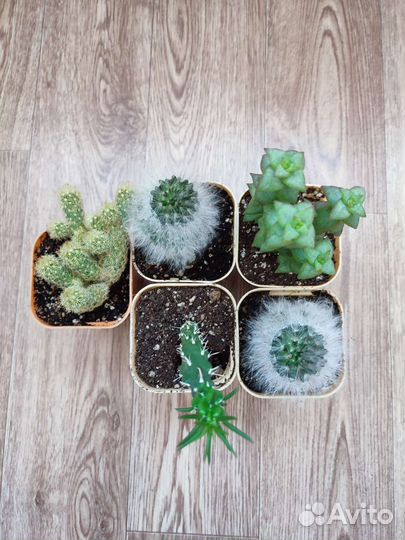 Кактусы и суккуленты