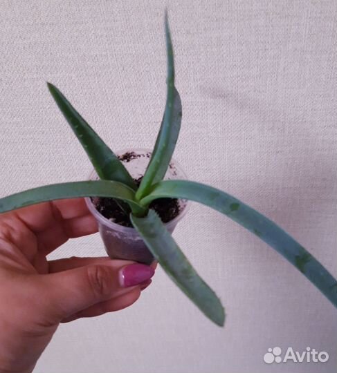 Алоэ вера лечебное