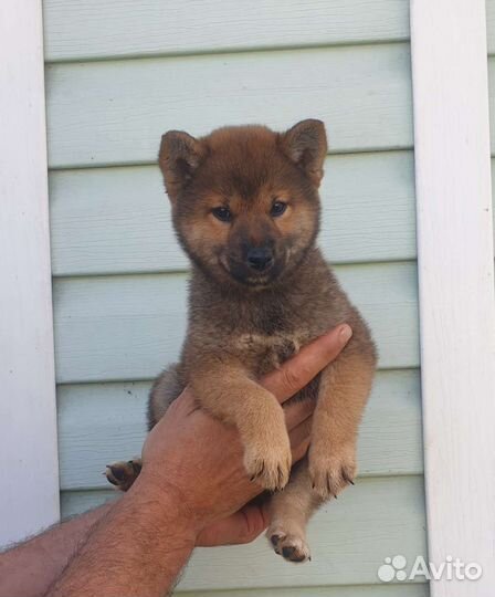 Девочка Сиба ину