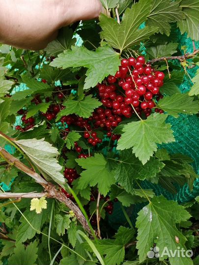 Смородина красная