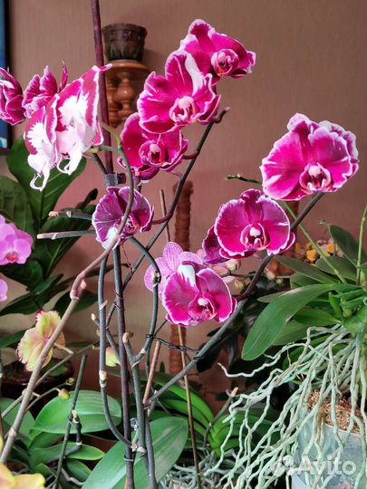 Орхидея фаленопсис 