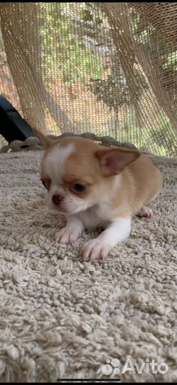 Мини мальчик чихуахуа