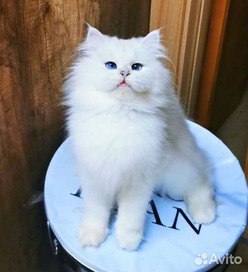 BLH NS 12 33 девочка