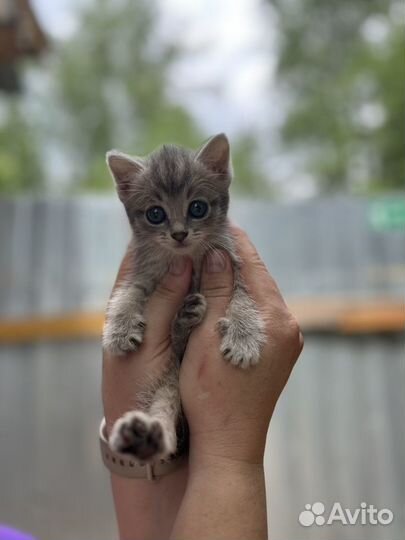 Котята в добрые руки бесплатно