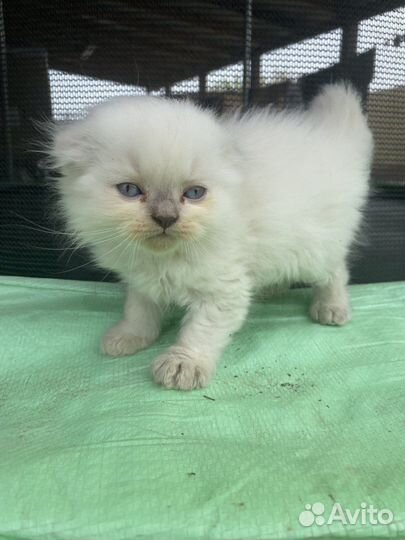 Шотландские вислоухие котята