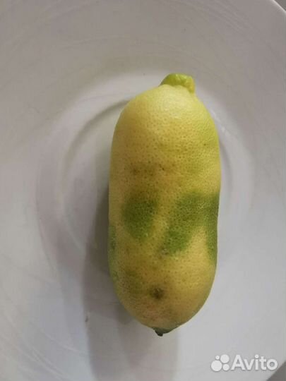 Микроцитрусы