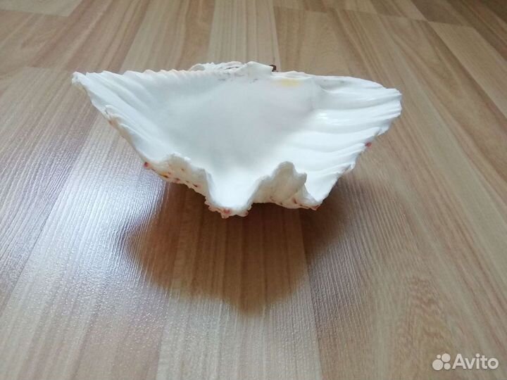 Ракушка - для хранения украшений