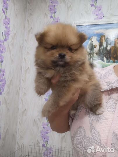 Померанский шпиц