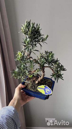 Бонсай хвойный сосна Будды