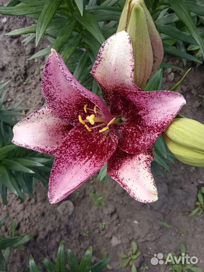 Лилии луковицы