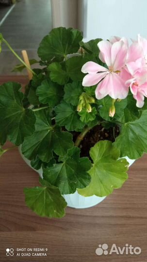 Пеларгония герань сортовая