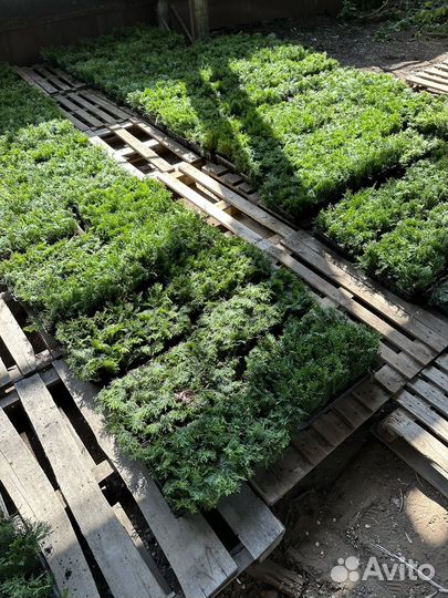 Саженцы туи смарагд