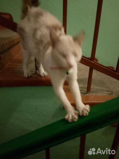 Найдена кошка