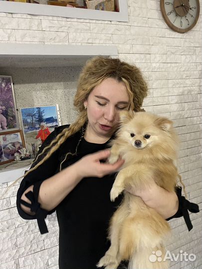 Передержка собак и кошек