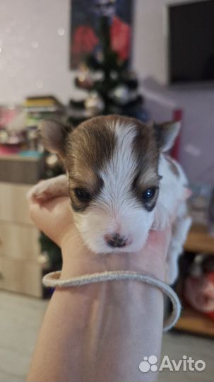 Бивер и биро йорки