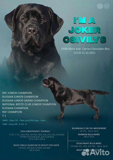Вязка кобель лабрадор ретривер