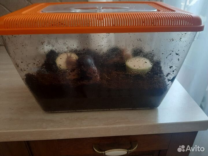 Улитки ахатины бесплатно