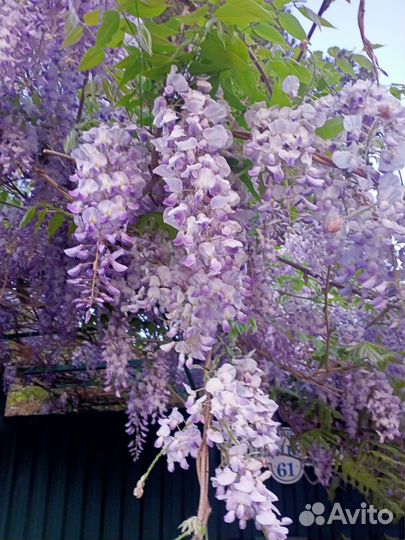 Гортензия розовая и белая, глициния