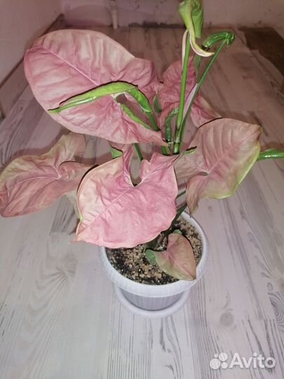 Сингониум Ред харт