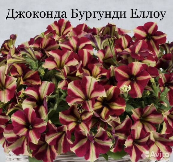 Пеларгонии