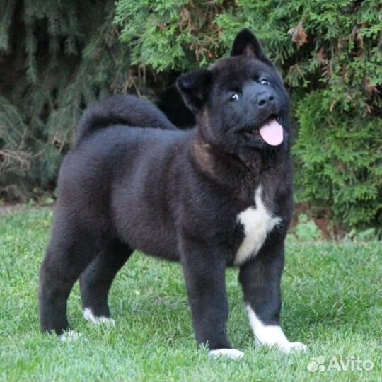 Щенки американской акиты