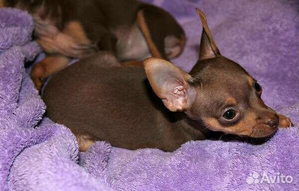 Мини той-терьер