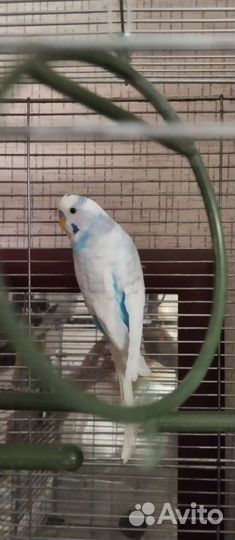 Клетка для попугая +пара попугаев