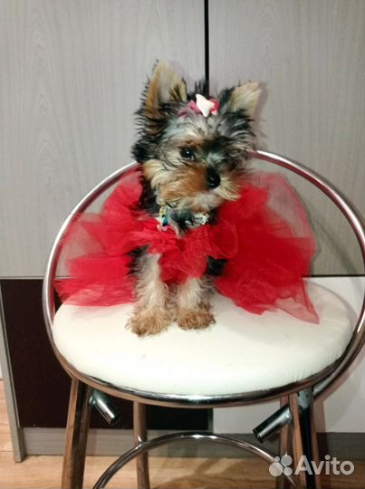 Йоркширский терьер мини куколка