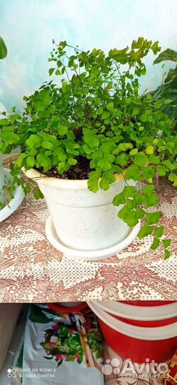 Папоротник комнатный