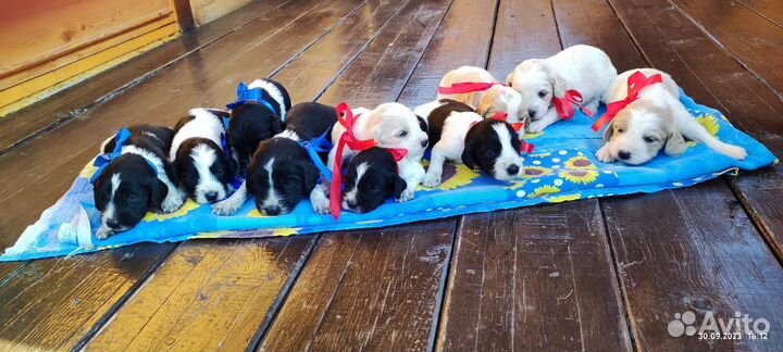 Щенки русского охотничьего спаниеля