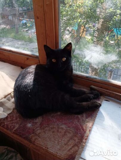 Черный котенок