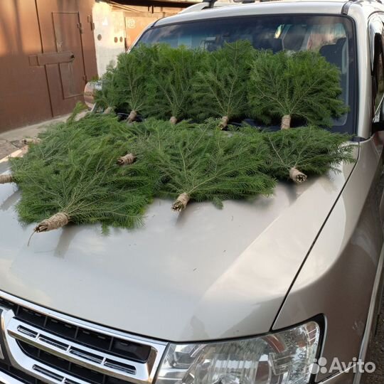 Веники для бани пихта