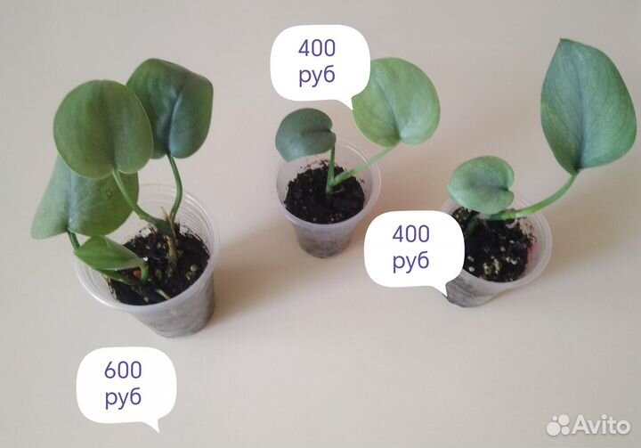 Алоказии,редкие сциндапсусы,иные прекрасные цветы