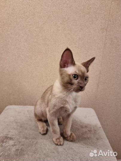 Бурманские котята