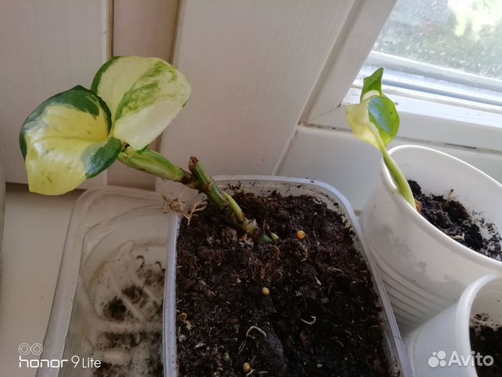 Сциндапсус эпипремнум хеппи лиф, варьегатный