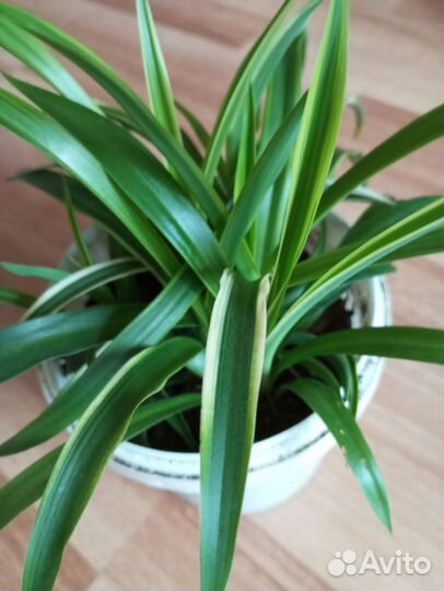 Хлорофитум 2 Вида