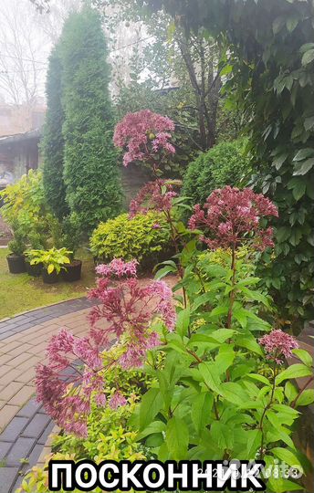 Малоуходные саженцы для сада