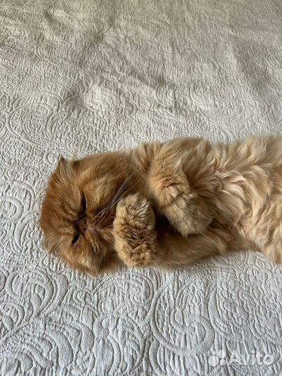 Персидский кот в добрые руки
