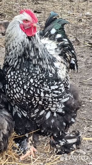 Куры кохенхин и брама