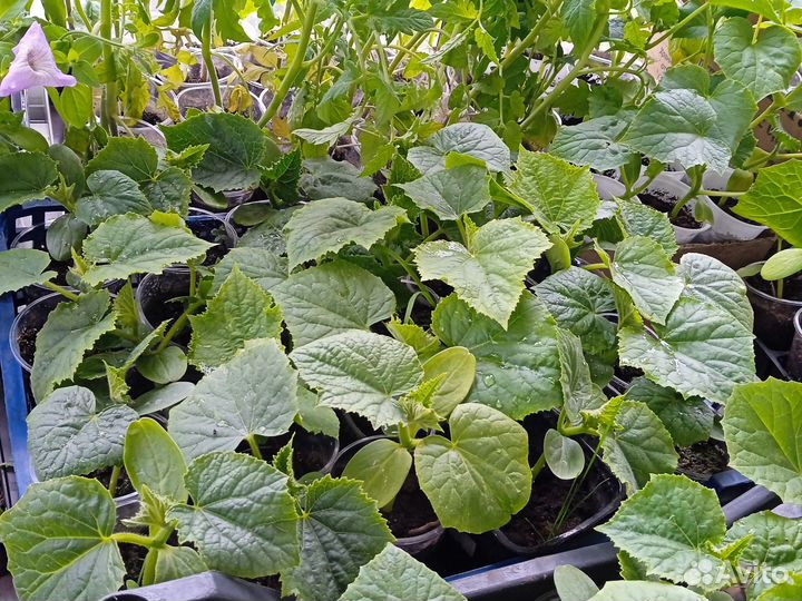 Рассада огурцов