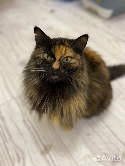 Лучшая кошка