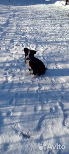 Щенки в добрые руки