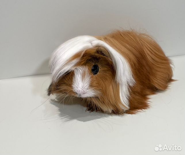 Перуанские морские свинки