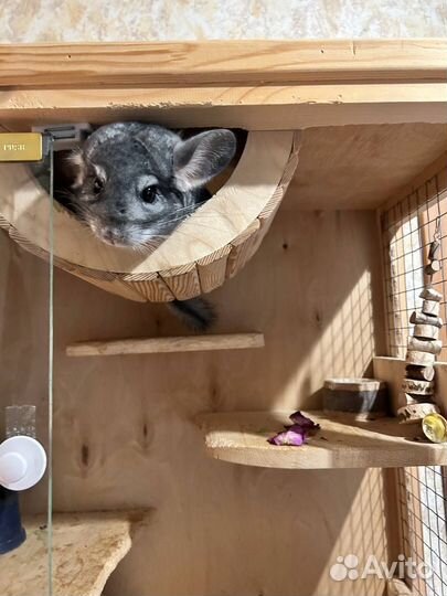 Шиншилла с витриной