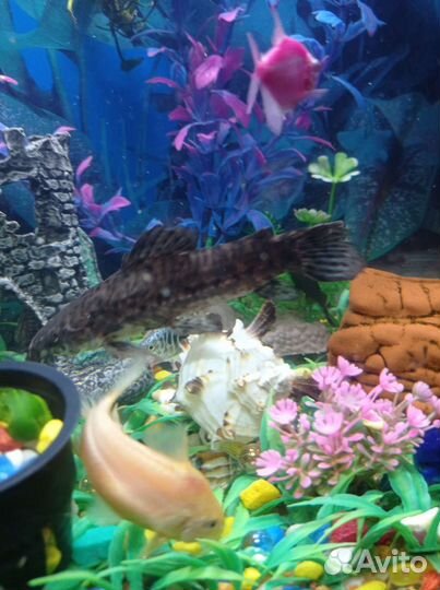 Аквариум