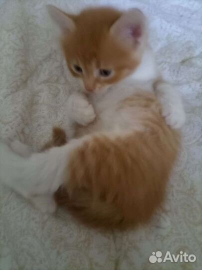 Рыжий котёнок в дар