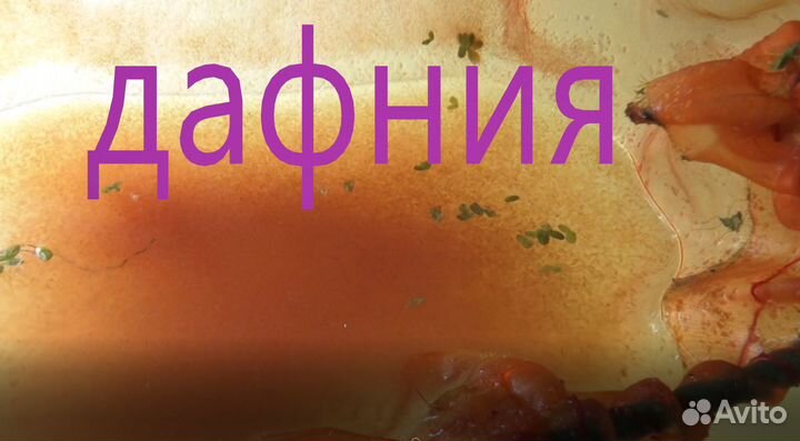 Эфиппии(яйца) дафнии моины